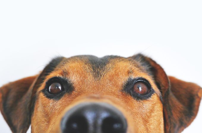 Op-Ed: CAN WE GO OUTSIDE?